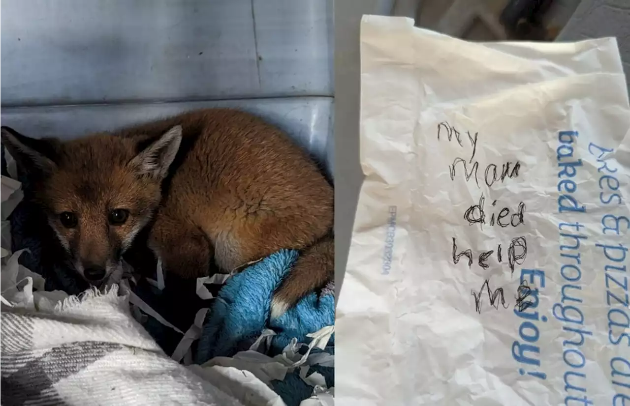 Fox cub rescued after being found with Greggs bag note saying ‘my mam died, help me’