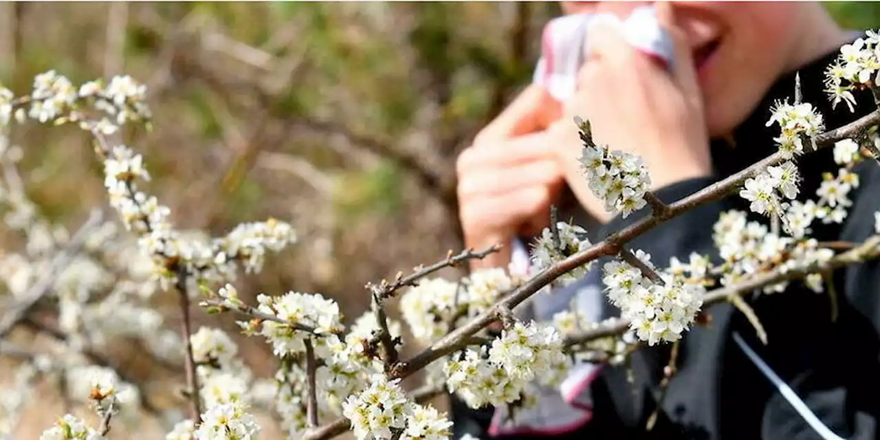 Pollen : pourquoi la saison des allergies est plus longue et touche plus de monde