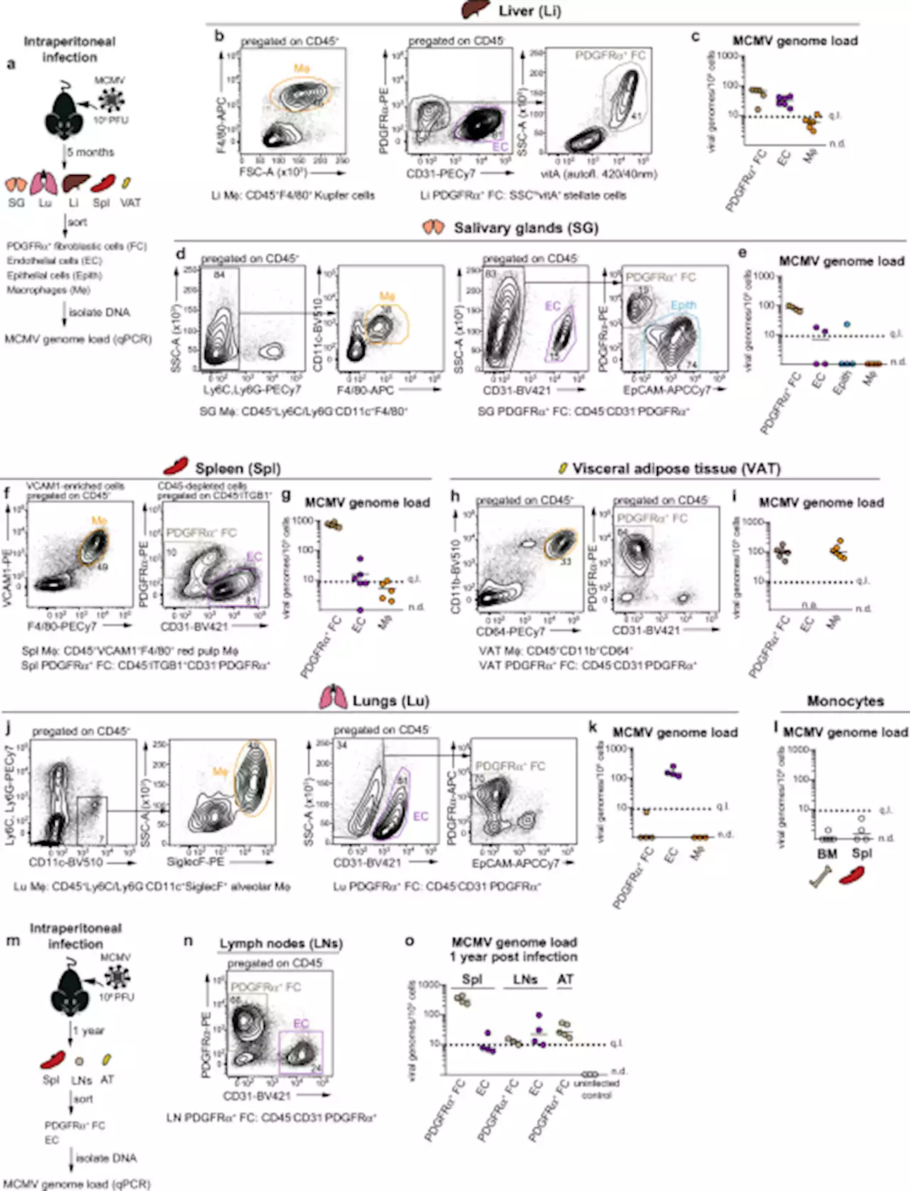 Fibroblasts are a site of murine cytomegalovirus lytic replication and Stat1-dependent latent persistence in vivo - Nature Communications