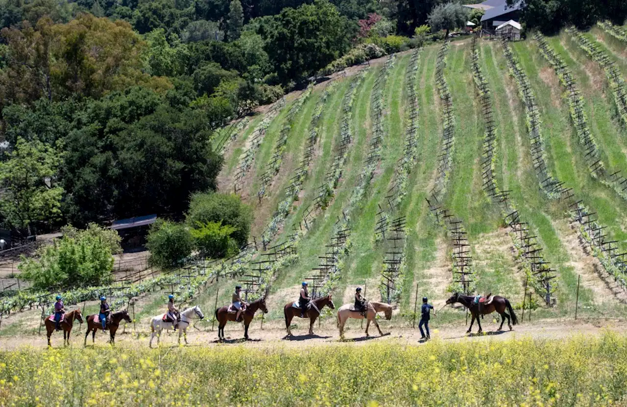 5 Napa, Sonoma, Bay Area wineries worth an all-day visit