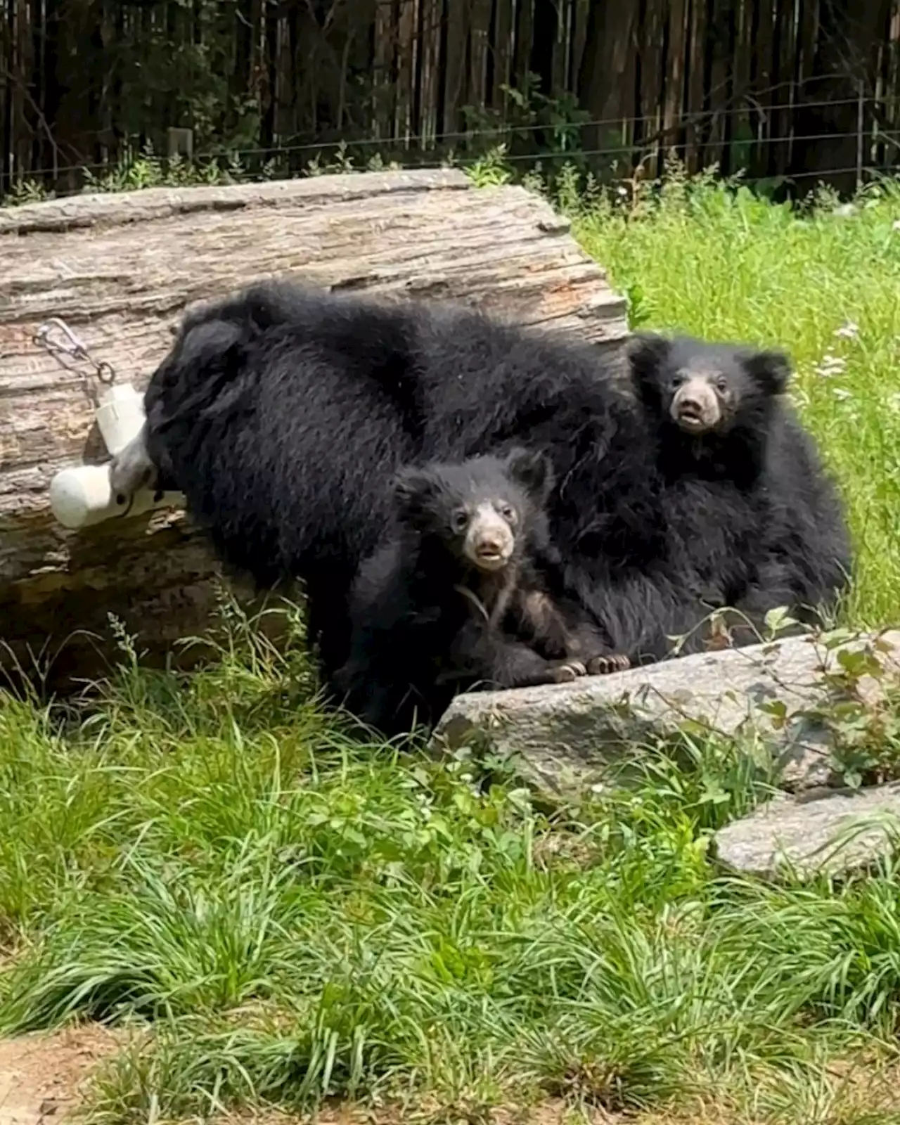 Philly Zoo's Sloth Bear Cubs to be Named for Philly Heroes