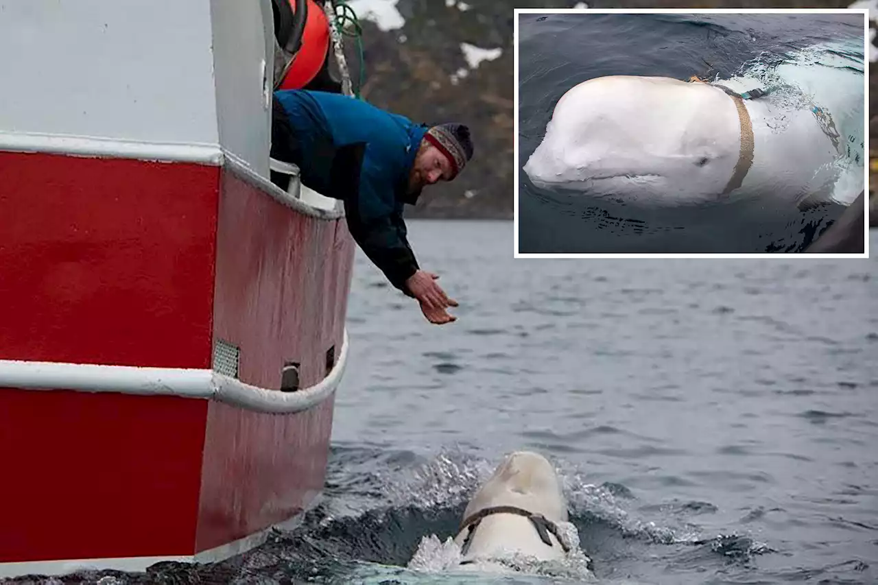 Suspected Russia-trained spy whale spotted off Sweden’s coast