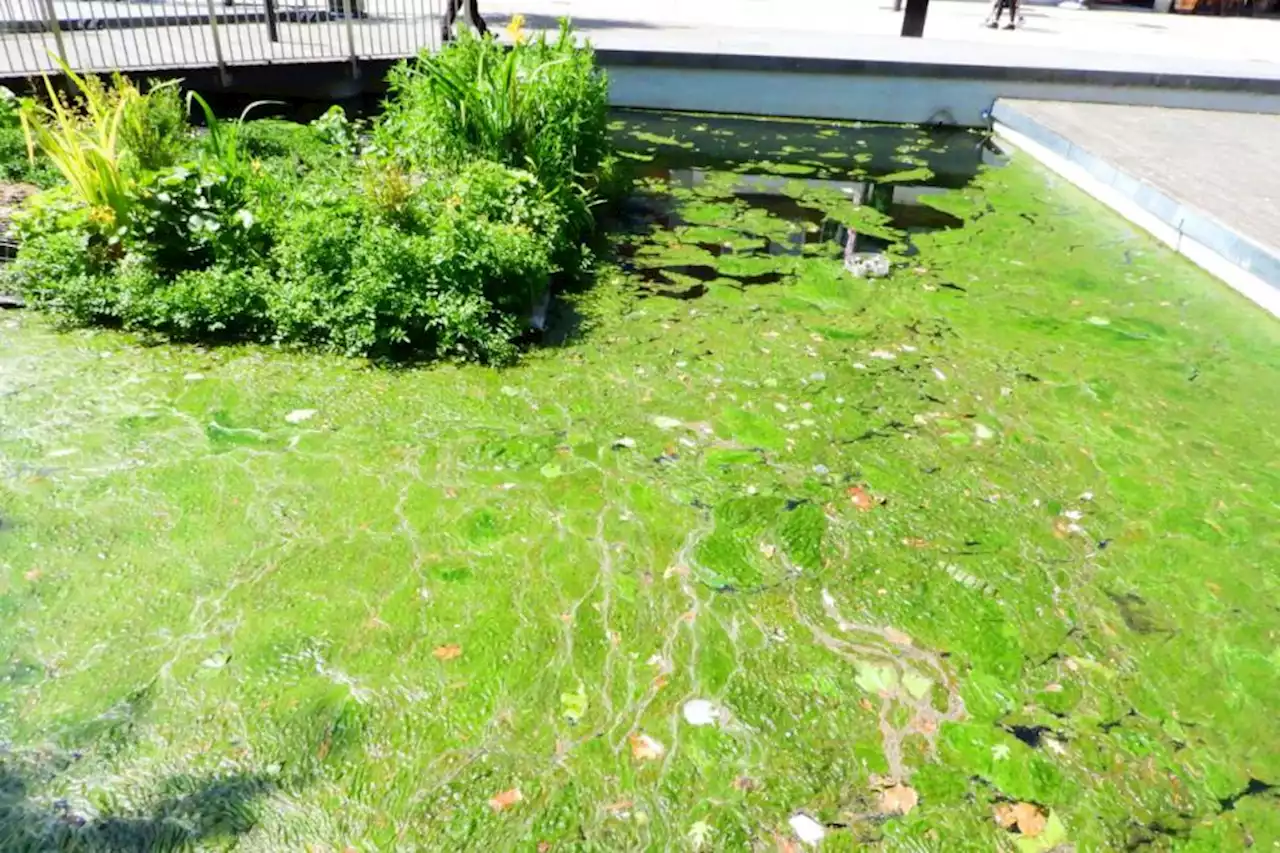 Why 'disgusting' algae is covering Watford town centre pond