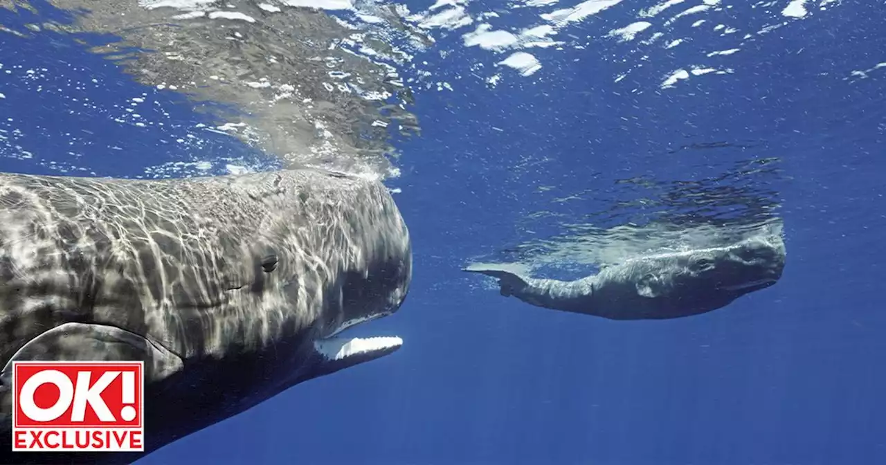 Unmissable BBC show Spy In The Ocean sees robot whale play with wild friends