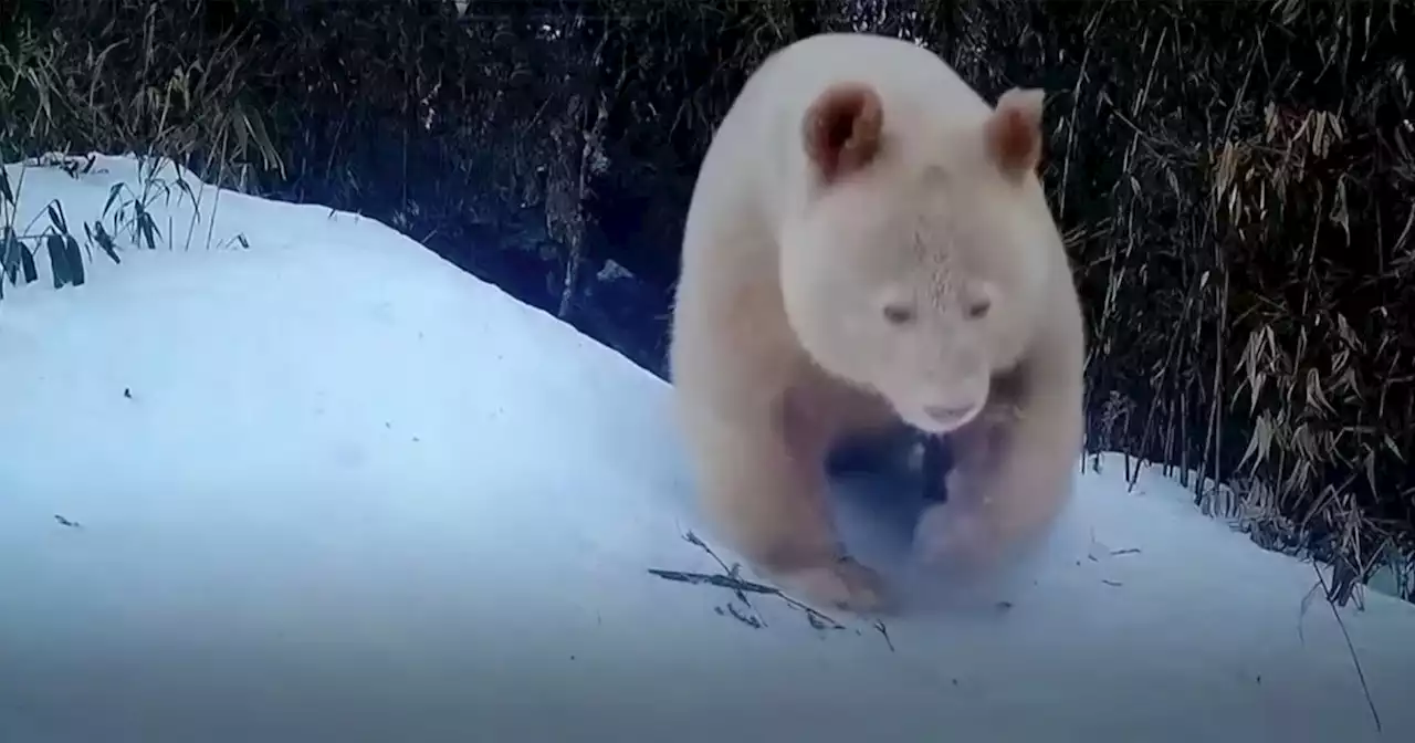 World's Only All-White Albino Panda Caught on Camera