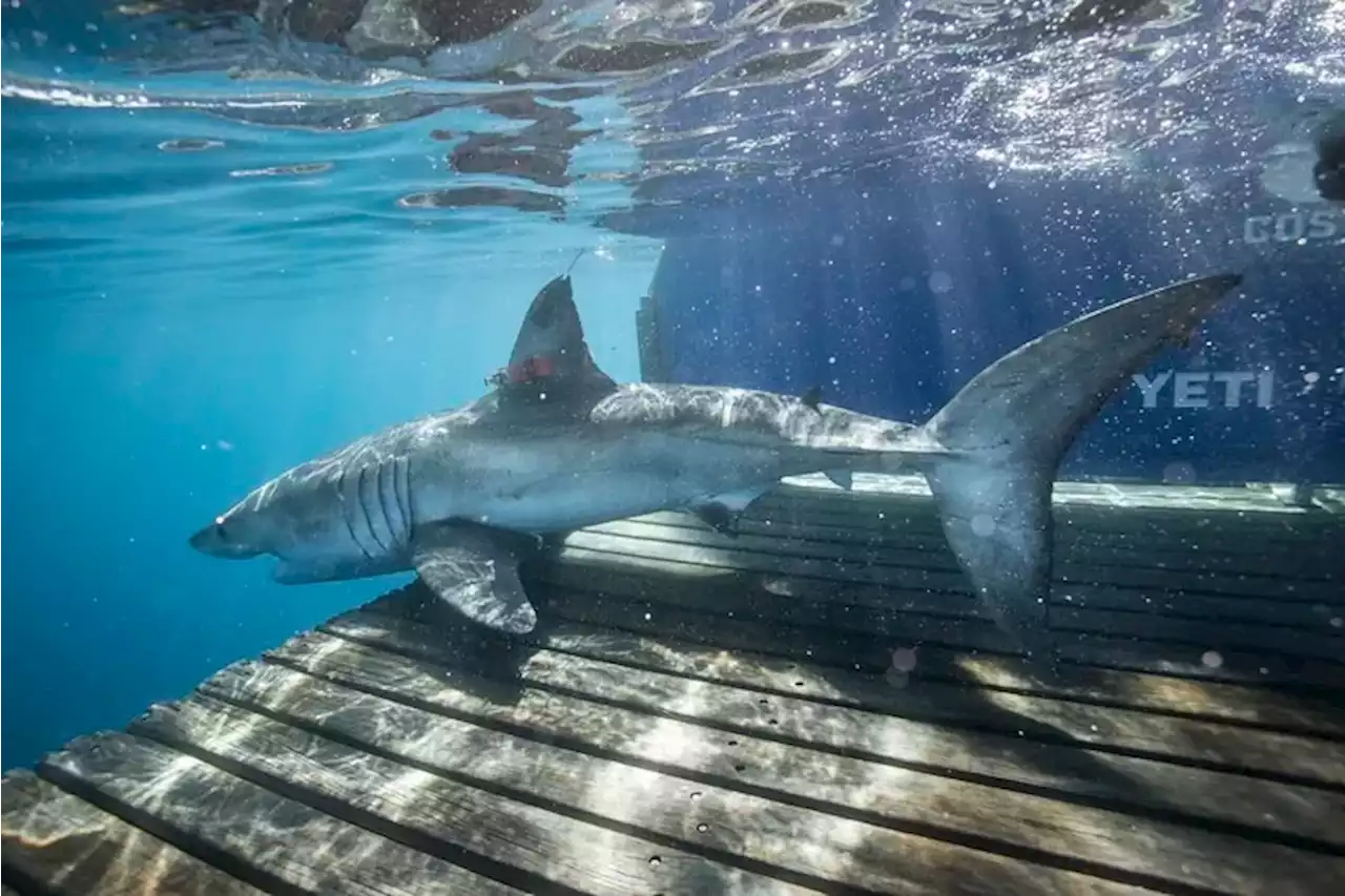 A 522-pound great white shark was tracked near Ocean City, N.J.