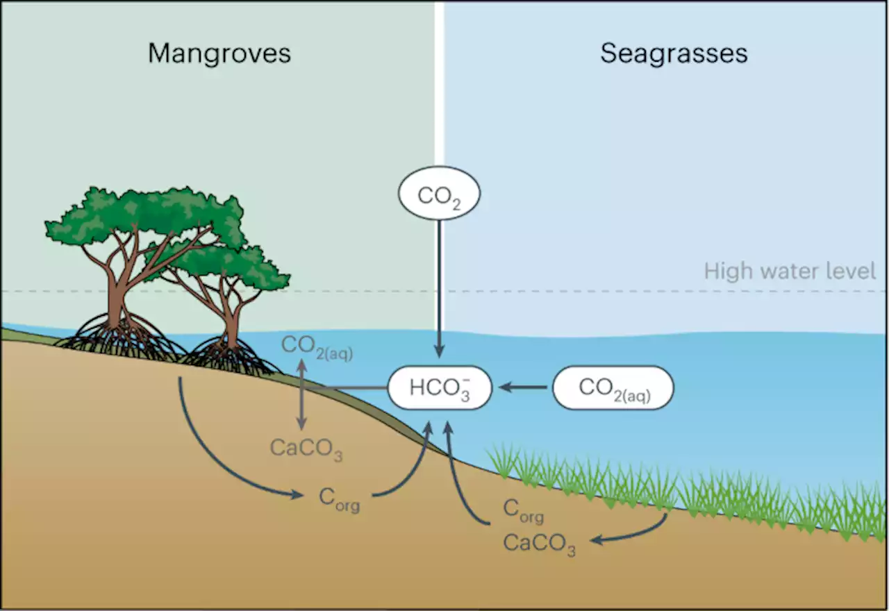 Ocean alkalinity enhancement through restoration of blue carbon ecosystems - Nature Sustainability