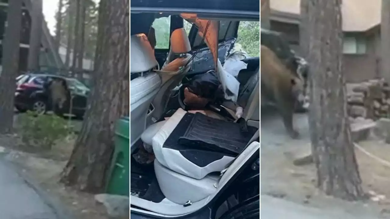 Vídeo mostra resgate de urso preso dentro de carro nos Estados Unidos