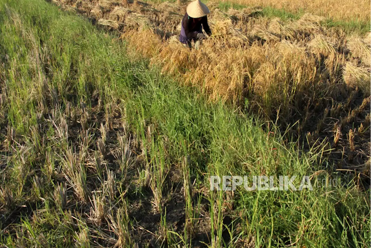 Kemendagri Sebut Pertanian Menyumbang Rp 2.000 Triliun untuk Perekonomian Nasional |Republika Online