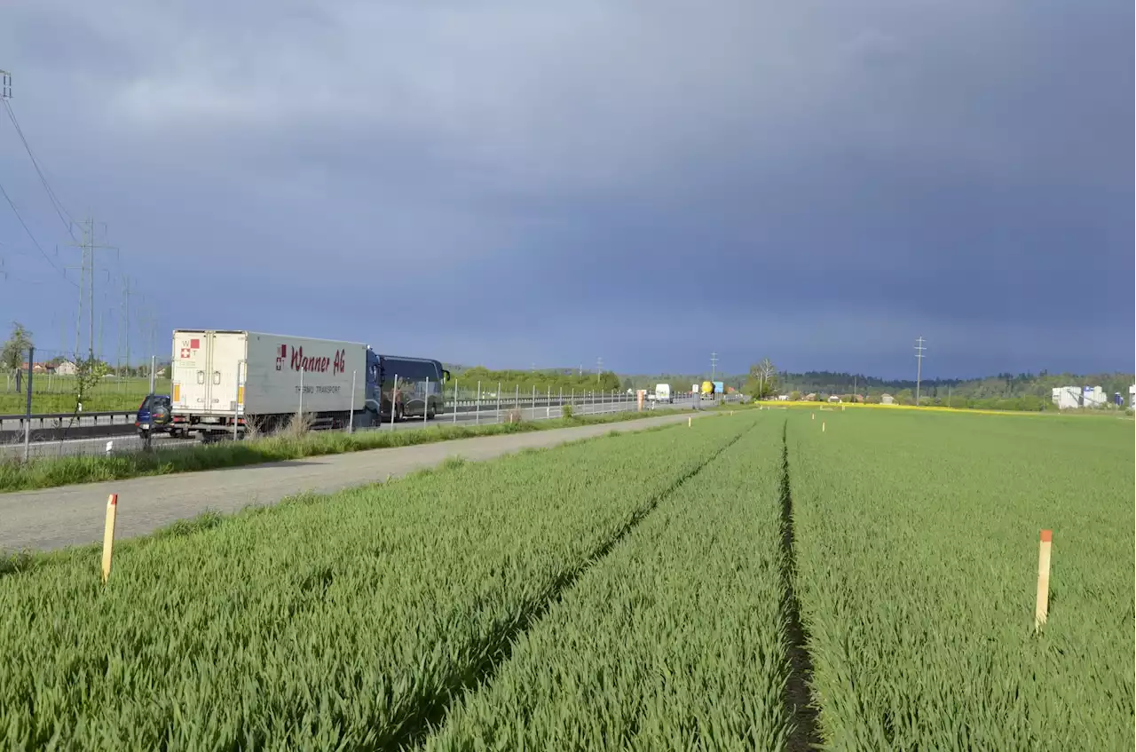 A1-Ausbau lässt viel Ackerland verschwinden - Schweizer Bauer