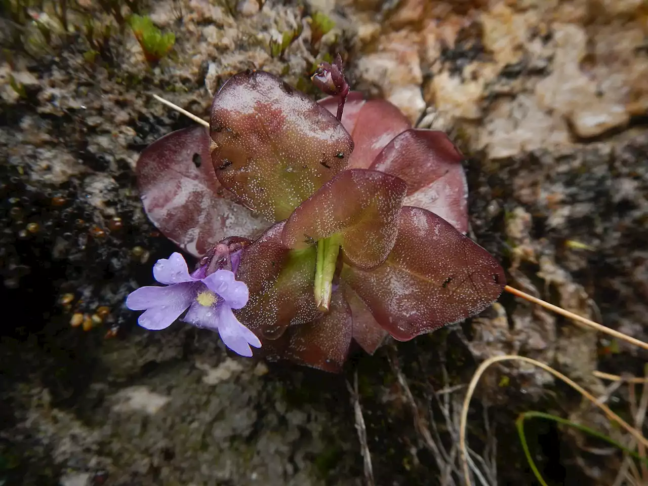 Scientists Discover Two Striking New Species of Carnivorous Plants