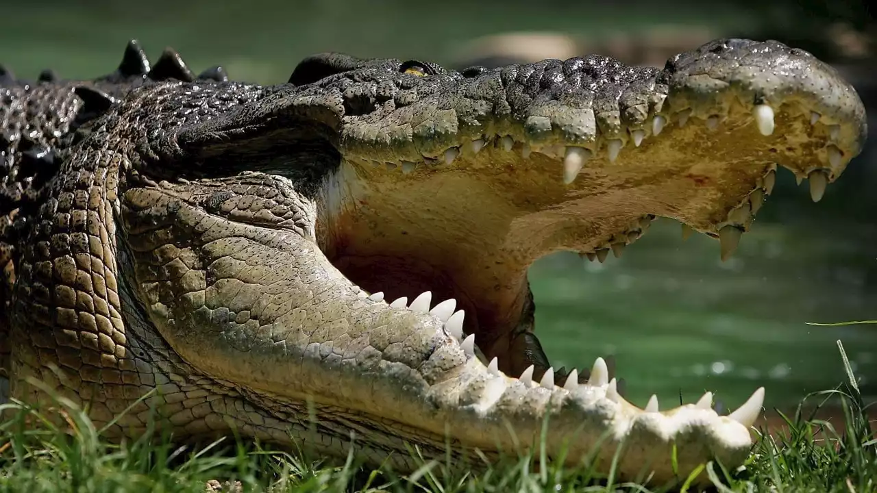 Gold Coast man reveals his escape from a crocodile's jaw