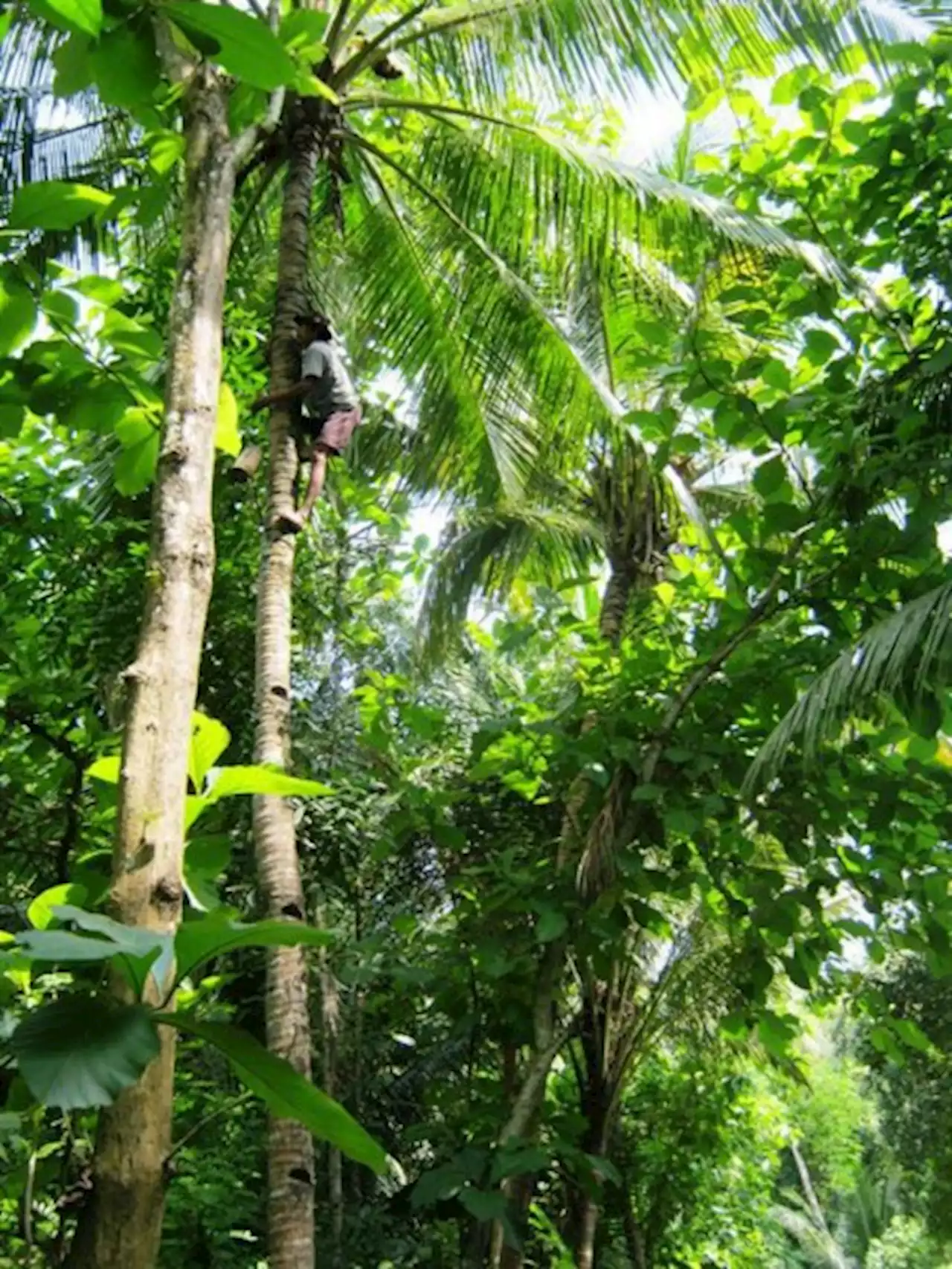 Alhamdulillah, 1.786 Penderes Kulonprogo Terlindungi BPJS Ketenagakerajaan