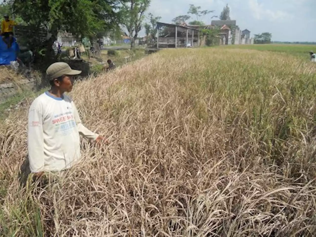 Cair Rp6 Juta, Begini Cara Klaim Asuransi Gagal Panen Bagi Petani