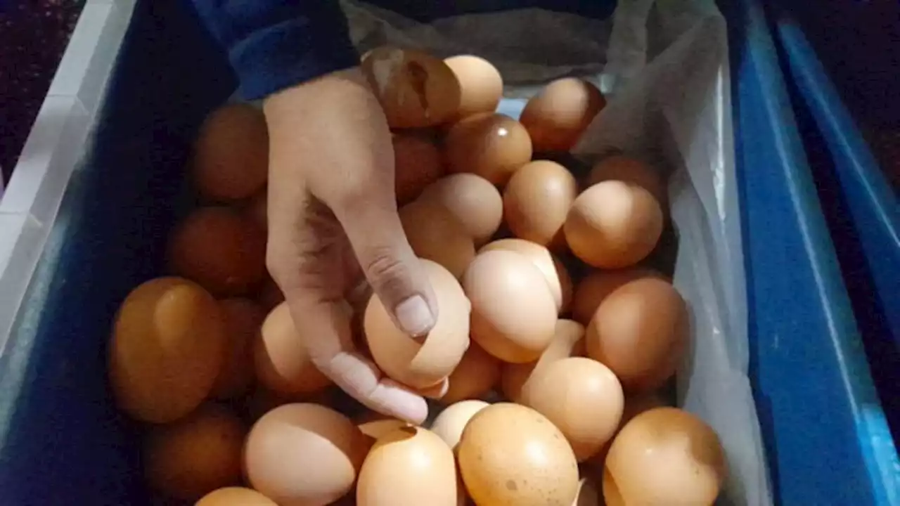 Harga Telur Capai Rp30.000/Kg, TPID Solo Segera Gelar Pangan Murah Juni nanti