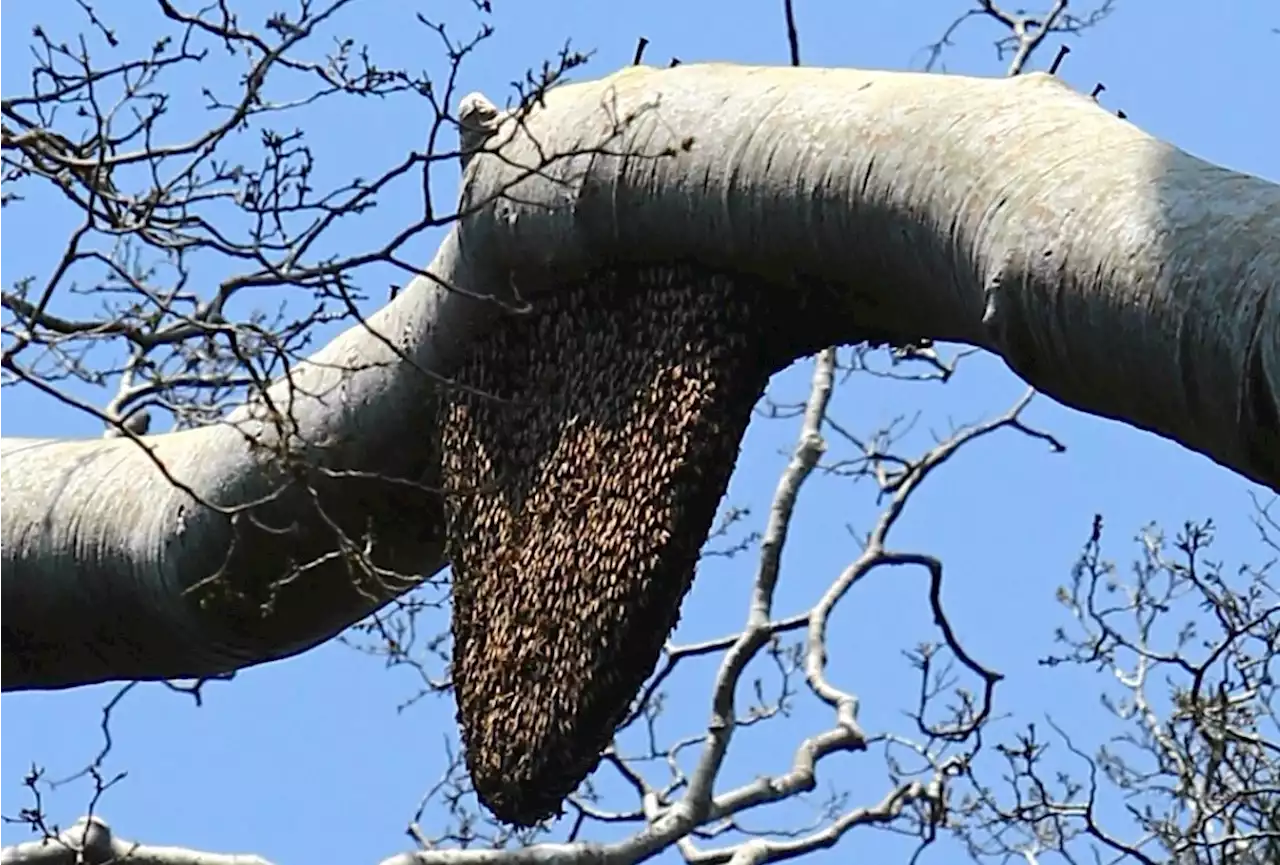 Honey collector dies after falling from tree in Gua Musang