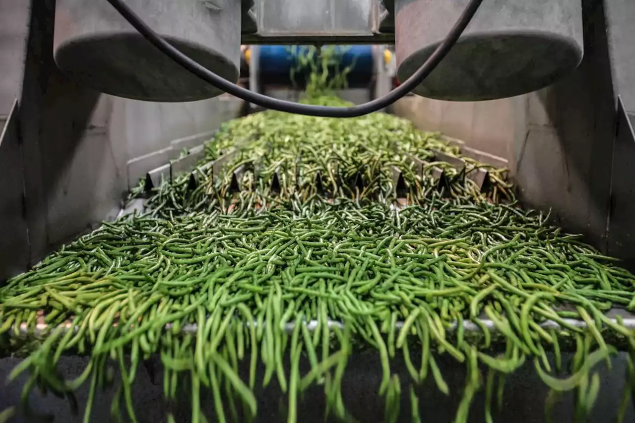 Légumes : la France importe de plus en plus de surgelés et de conserves de l’étranger