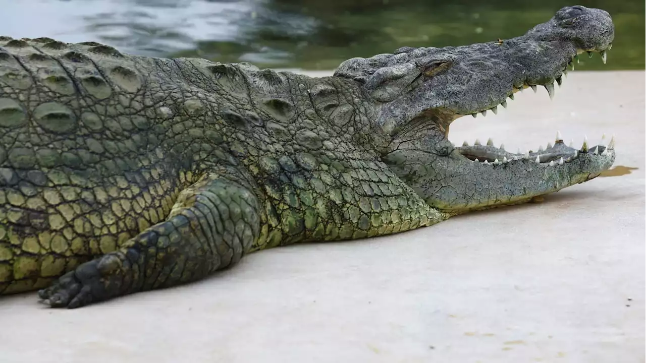 Aussie Snorkeler Pries Crocodile’s Jaws From His Own Head