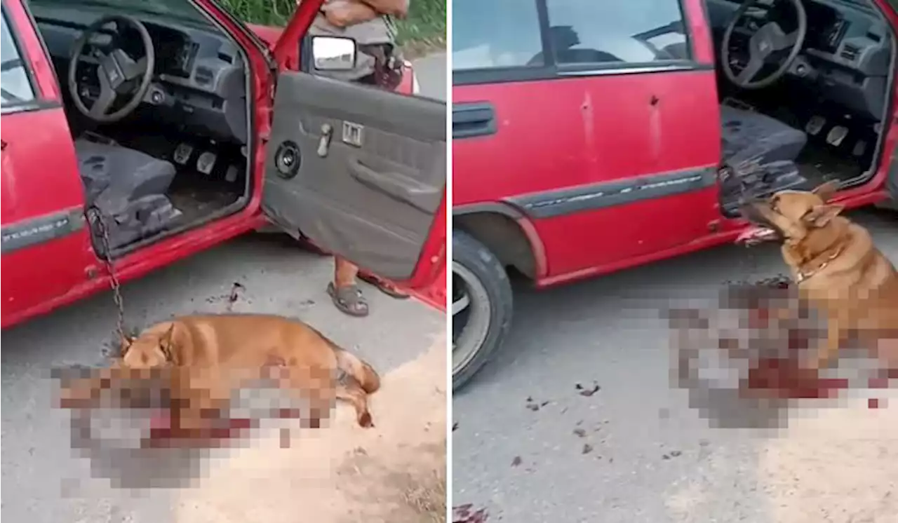 Dog Tied And Dragged Behind Car In Port Dickson Dies | TRP