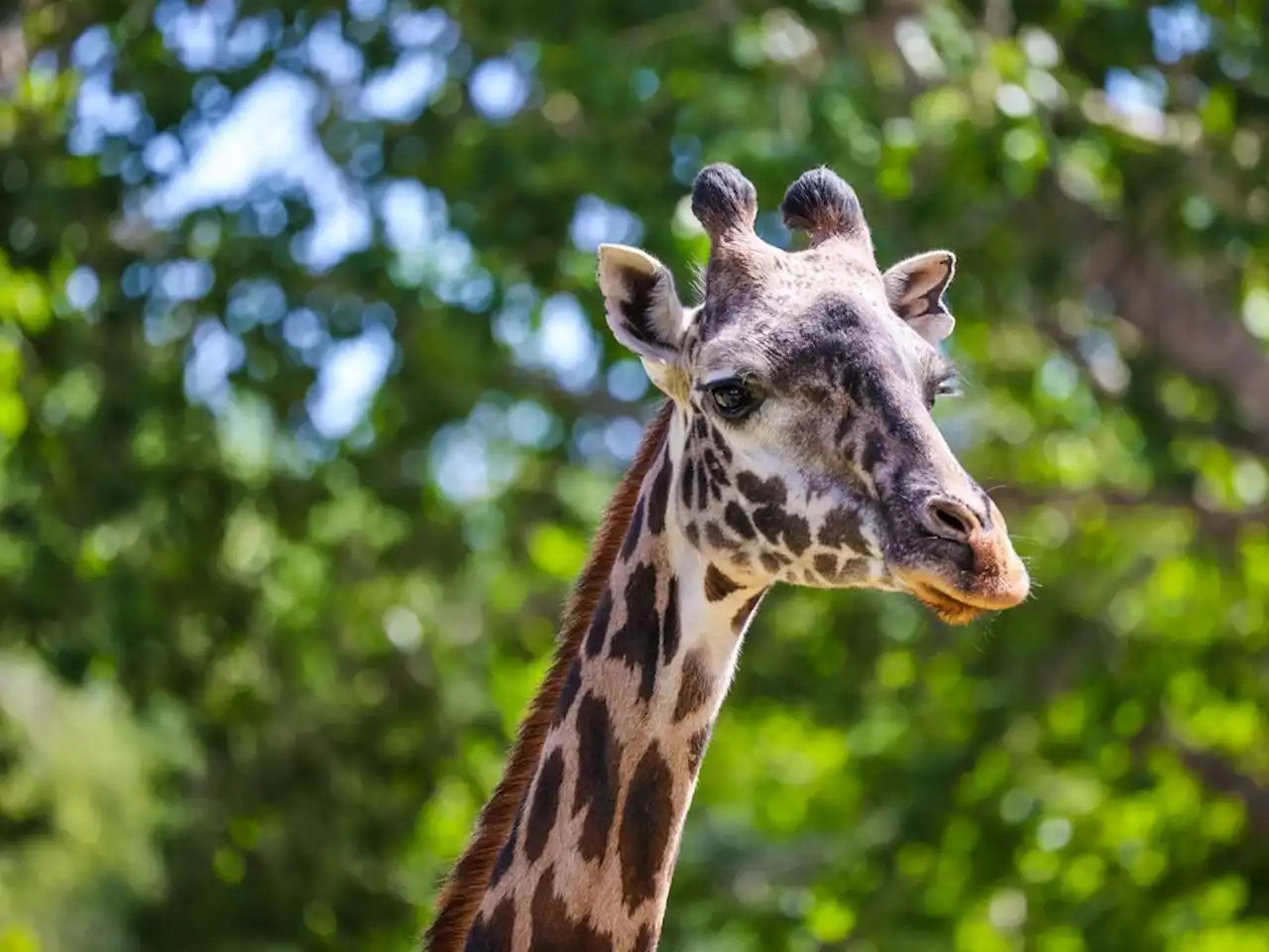 Masai giraffe died in 'tragic accident,' Calgary Zoo says