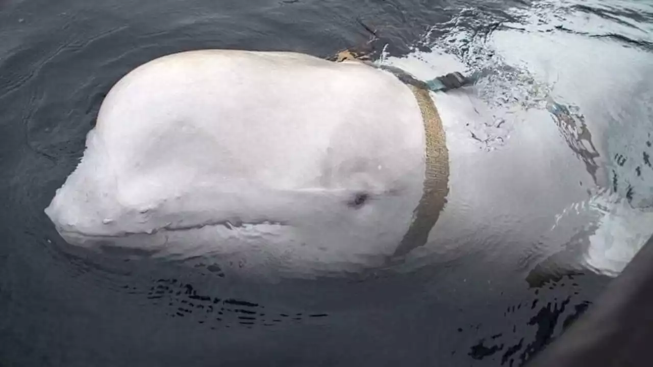 Russian 'spy' whale surfaces in Sweden