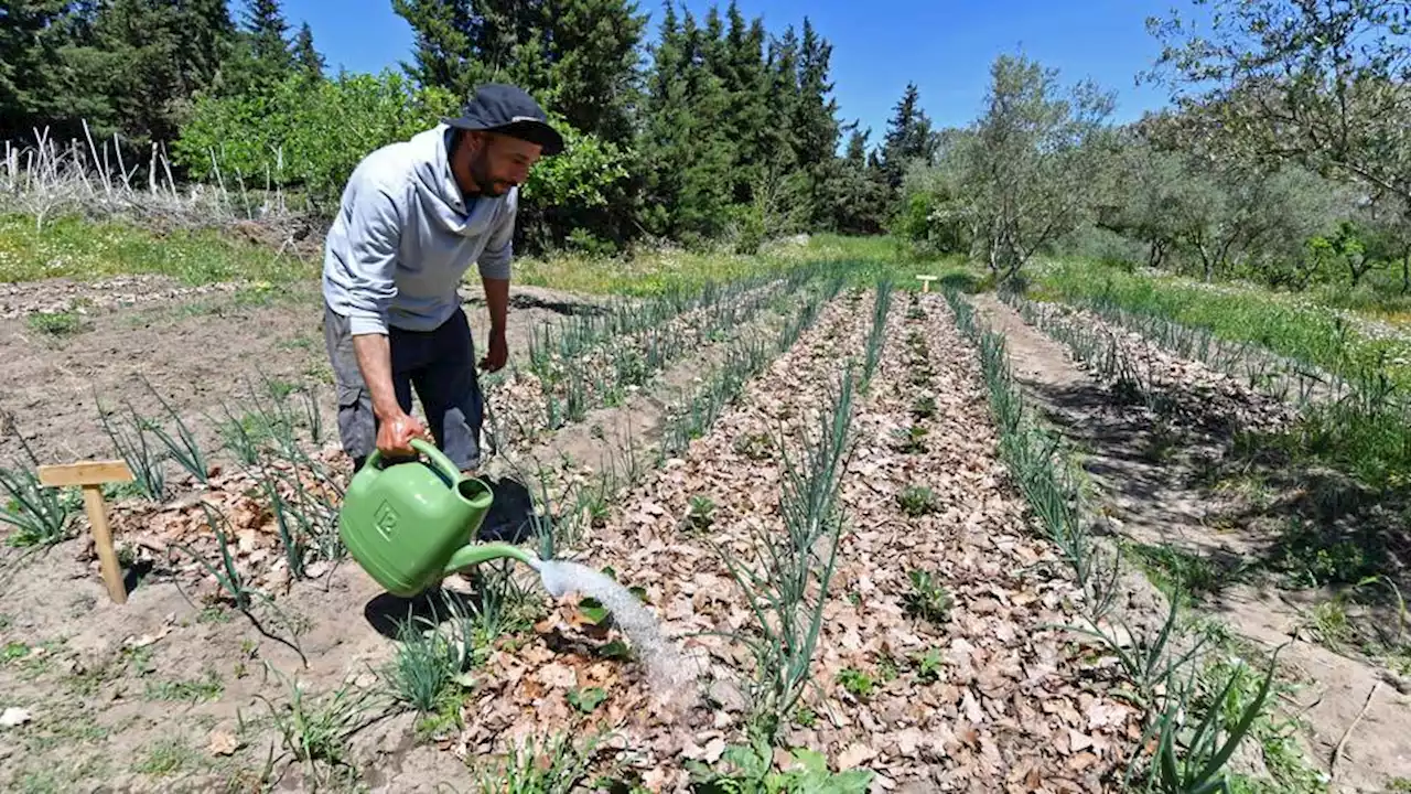 As climate crisis grows, drought-hit Tunisia embraces eco-friendly farming