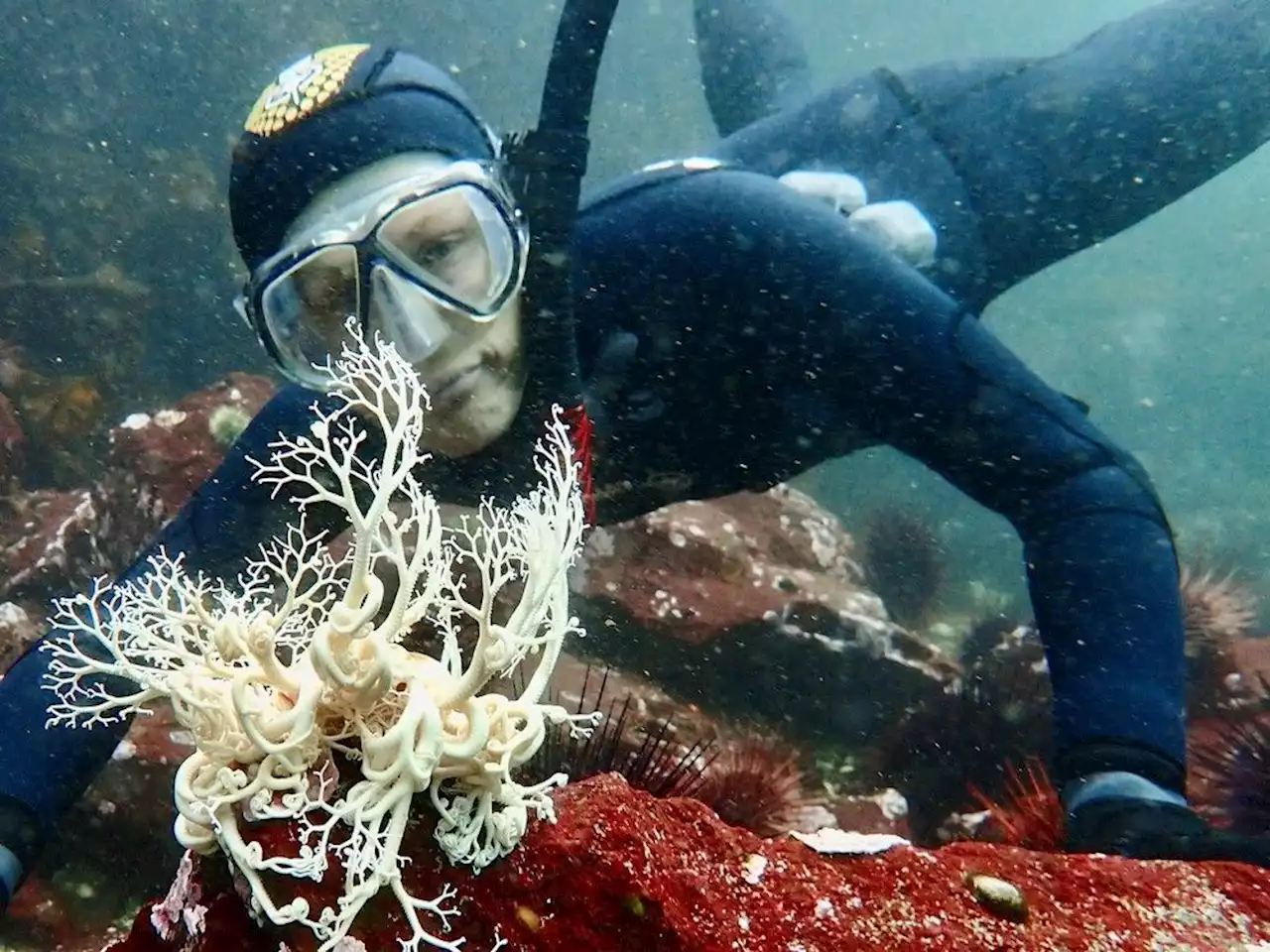 Snorkelling season is taking off in B.C. — here are a few things to know