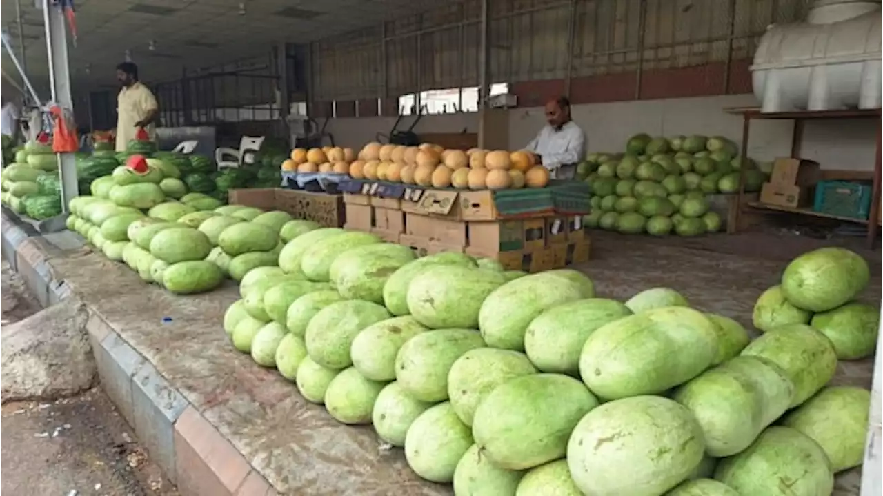 Berburu Semangka Super Jumbo di Souq Khudra Madinah