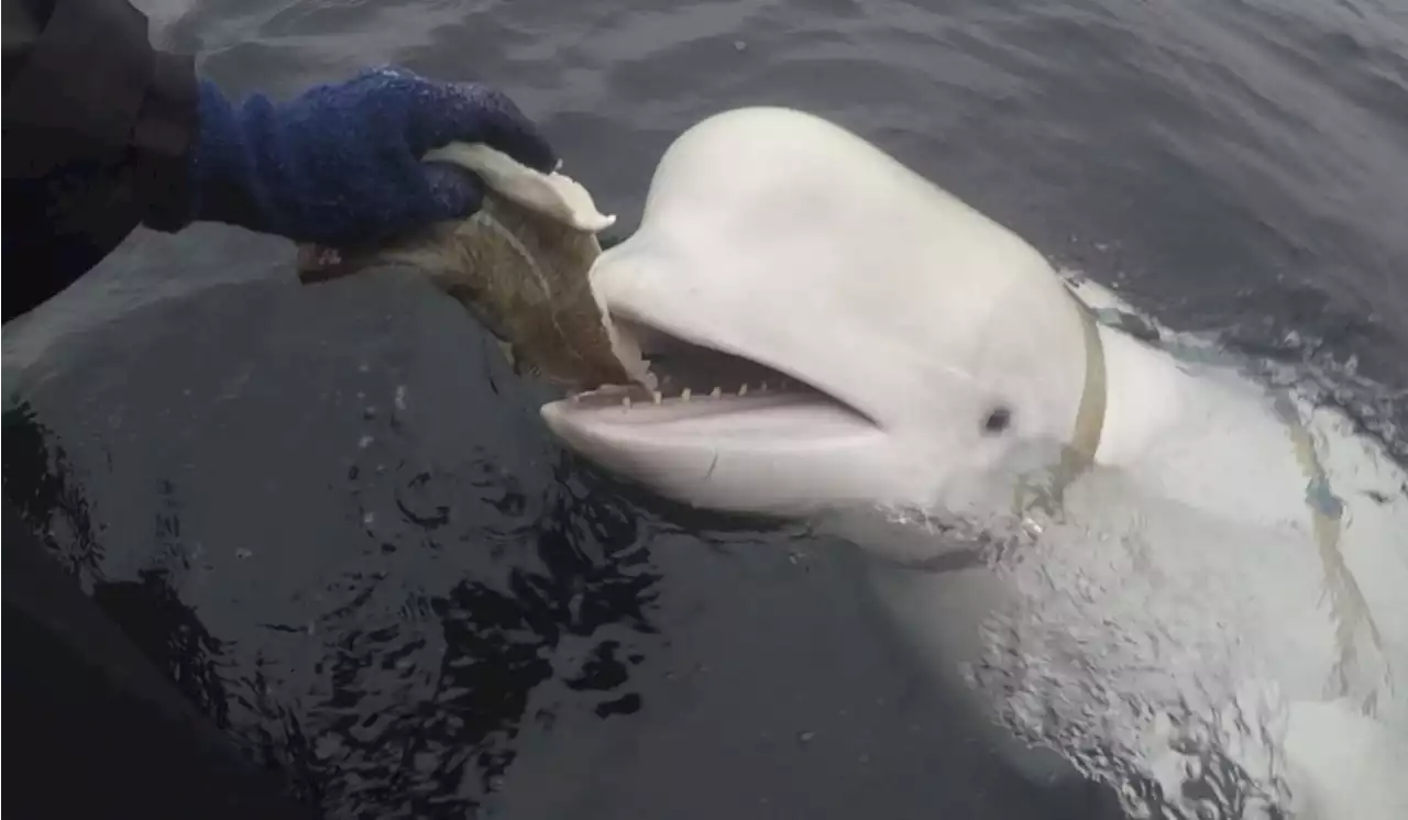 Norway says Beluga whale with apparent Russian-made harness swims south to Sweden