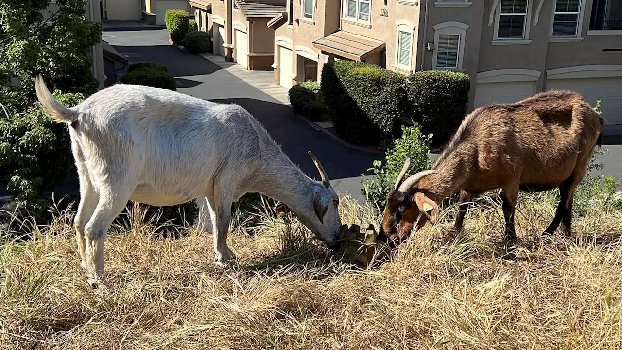 No kidding: California overtime law threatens use of grazing goats to prevent wildfires