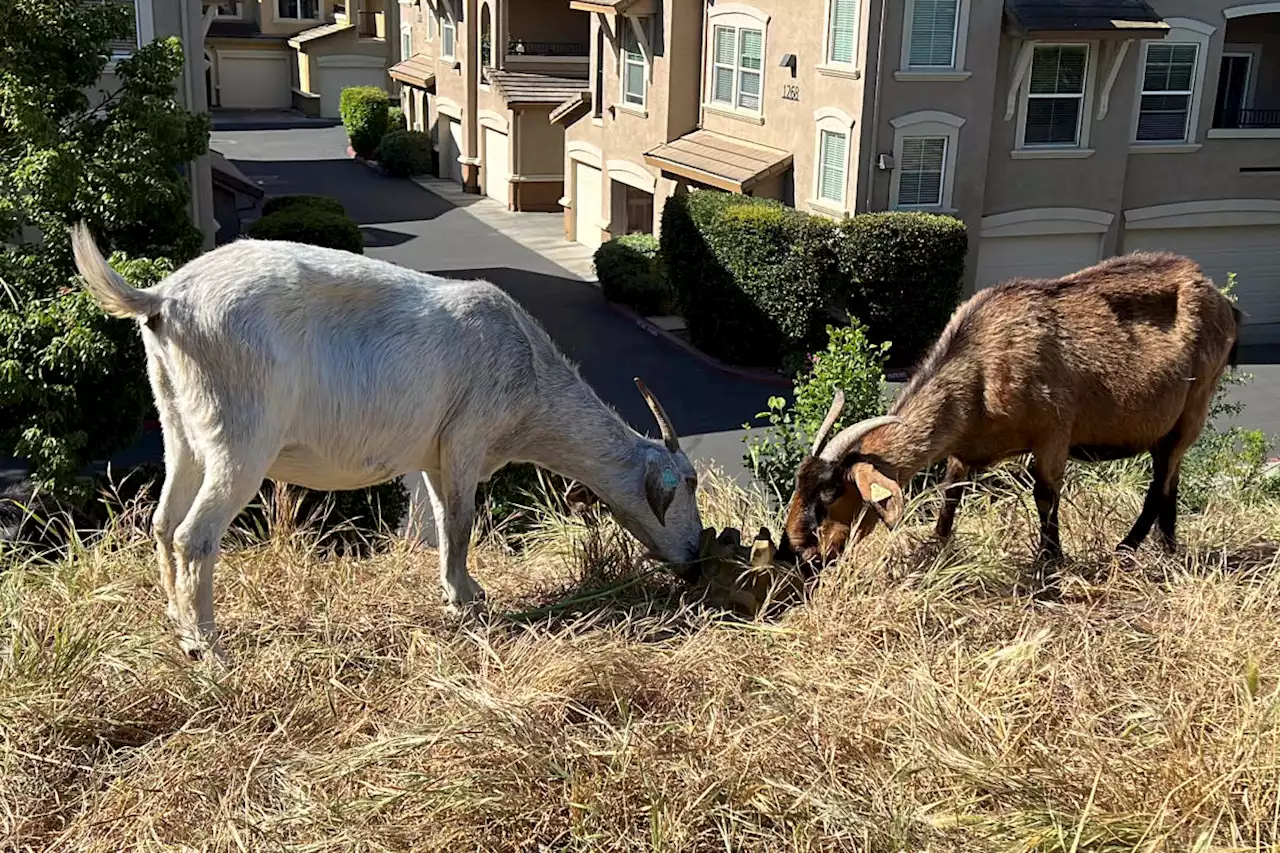 No kidding: California overtime law threatens use of grazing goats to prevent wildfires