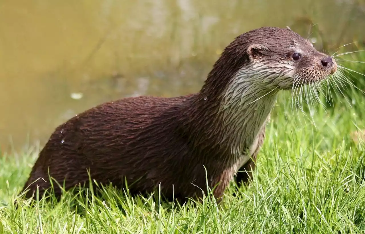 Après avoir failli disparaître, la loutre est bel et bien de retour