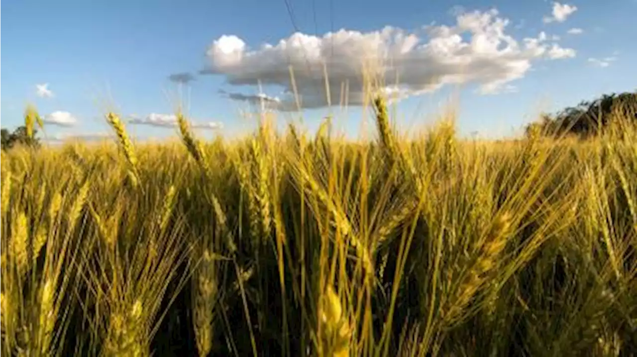 Las lluvias cambiaron las expectativas de siembra de los productores