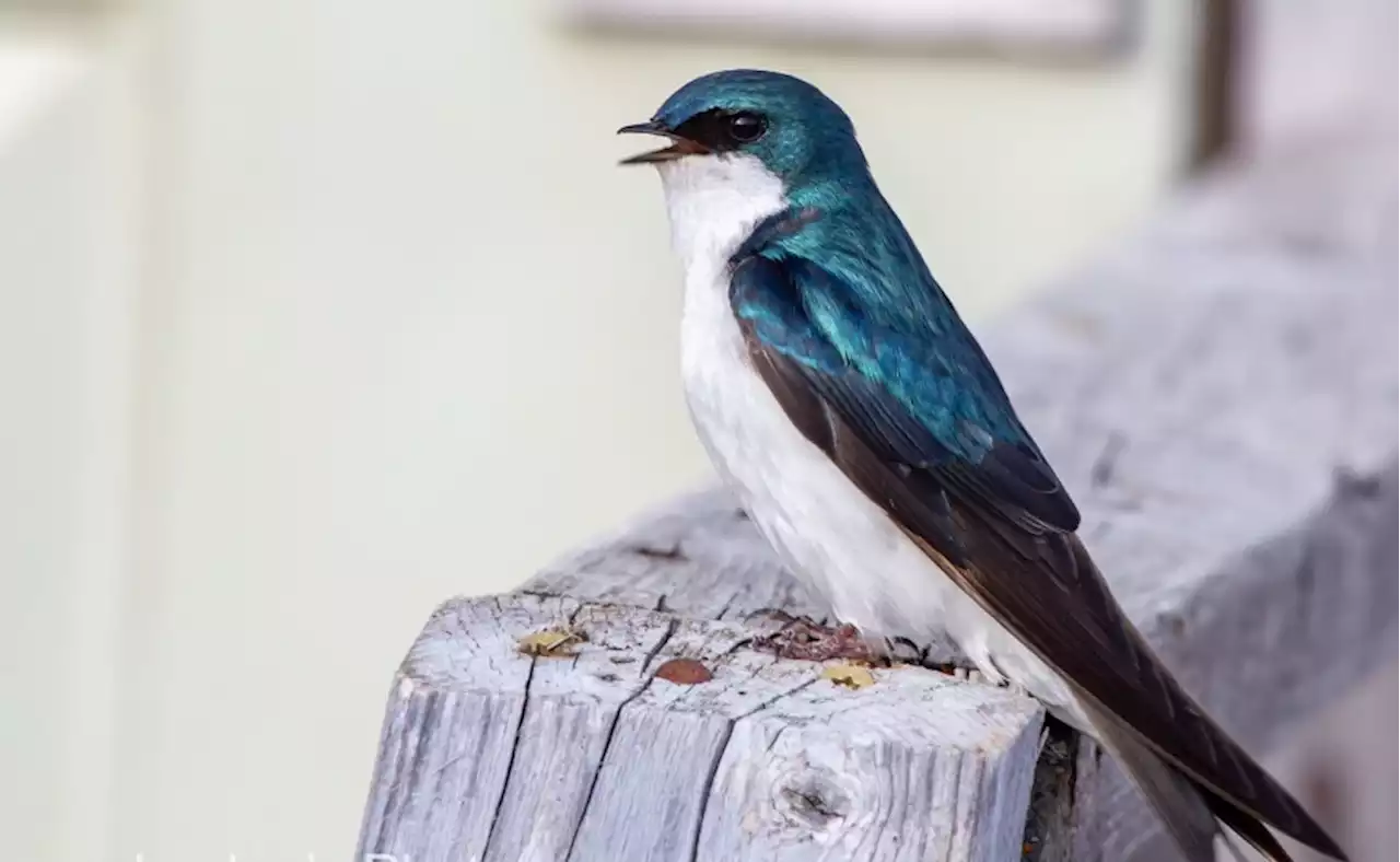 Season's first bird flu casualty found in Southwest Alaska