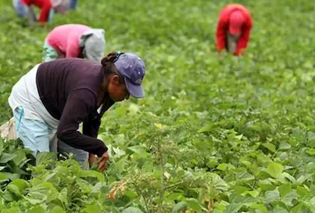 Cada vez hay menos mujeres y jóvenes en campos de Veracruz