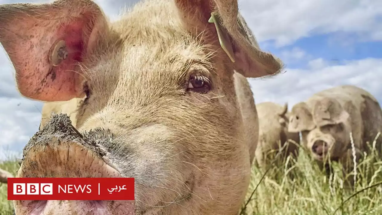 خبراء يحذرون من استخدام دهون الخنازير في إنتاج وقود حيوي للطائرات - BBC News عربي