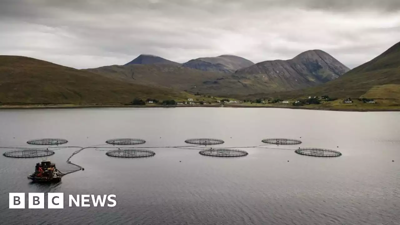 Zones planned to protect wild salmon from sea lice