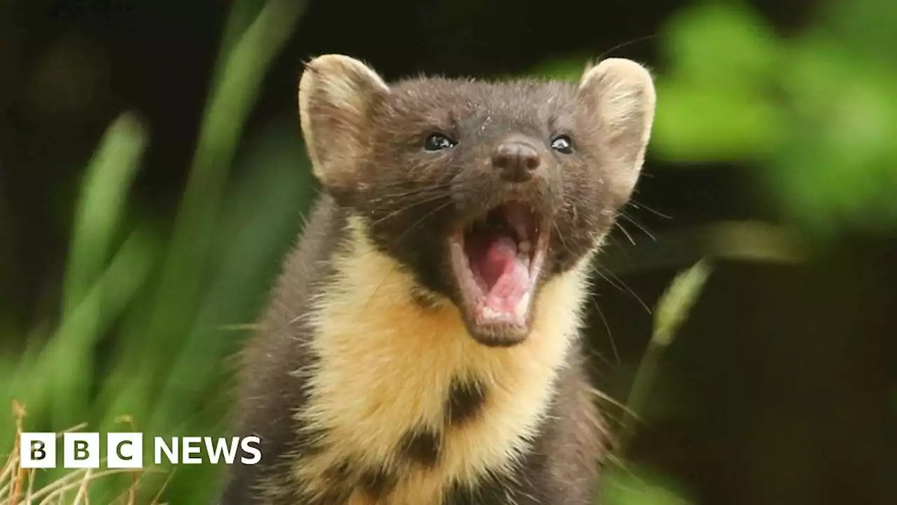 Pine marten has 'phenomenal resurgence' across Northern Ireland