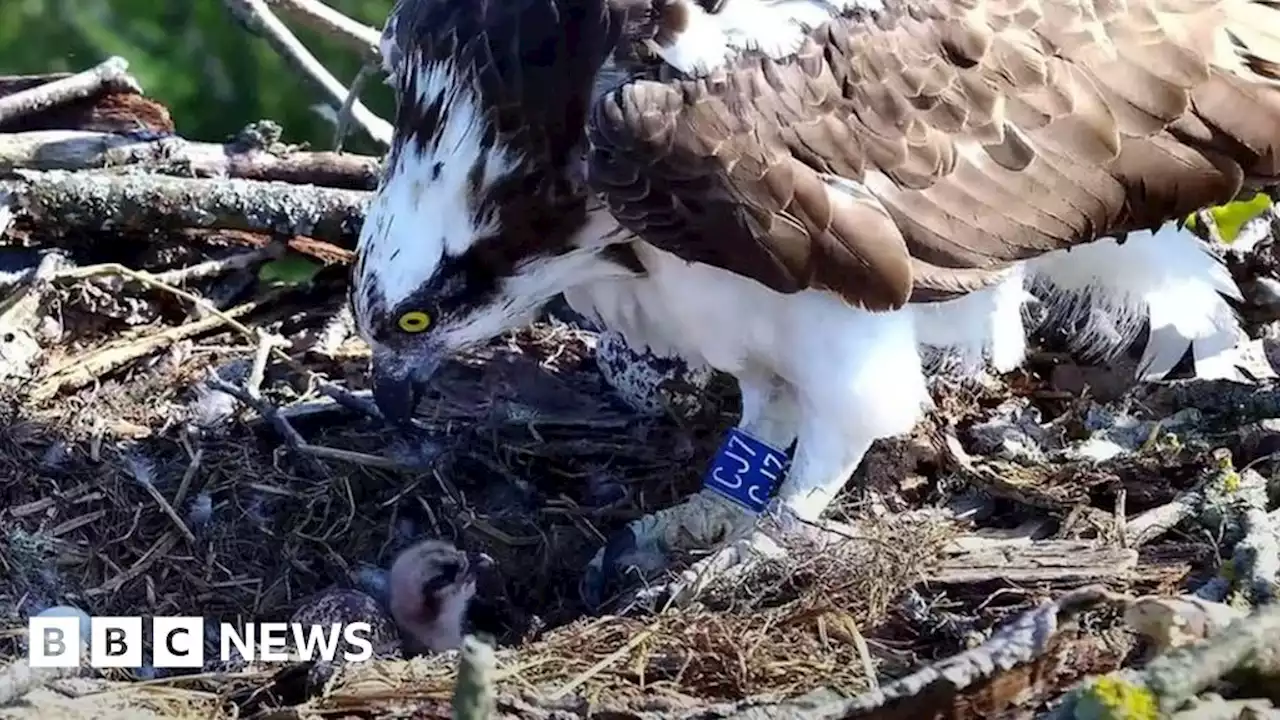 Poole Harbour ospreys: Chicks hatch to south's only breeding pair