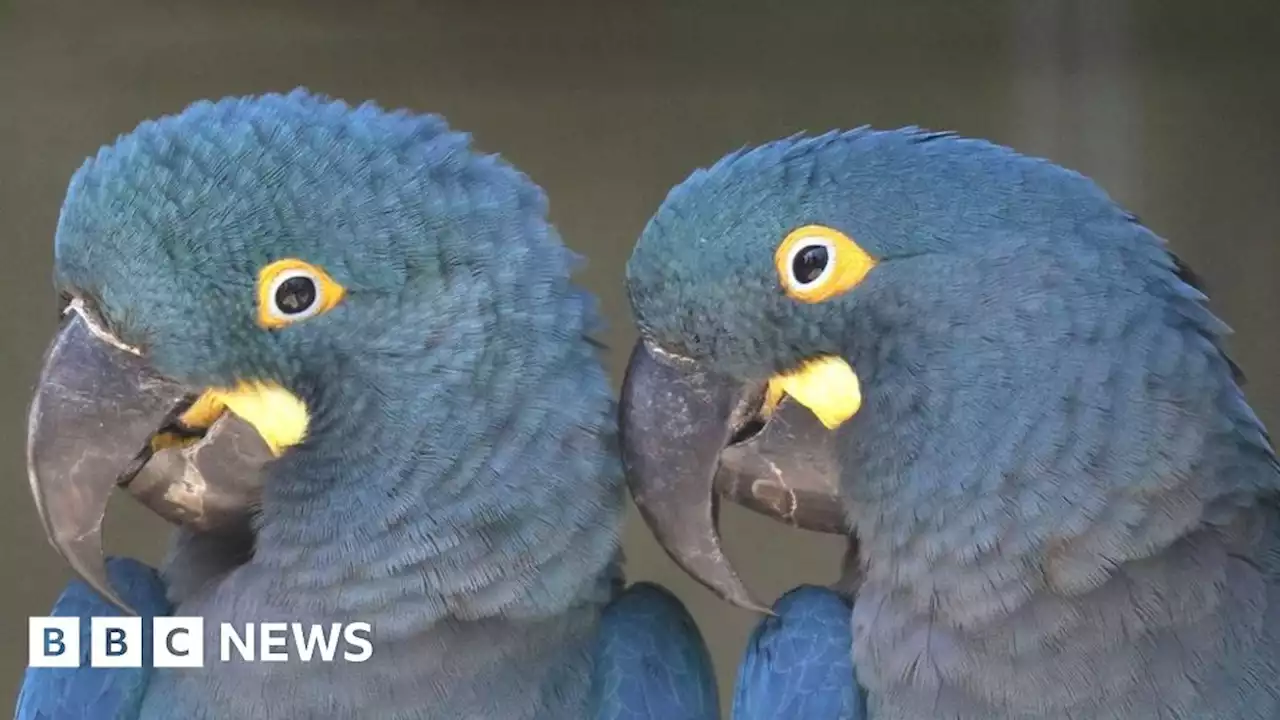 Rare Lear's macaws get new home in Cornwall