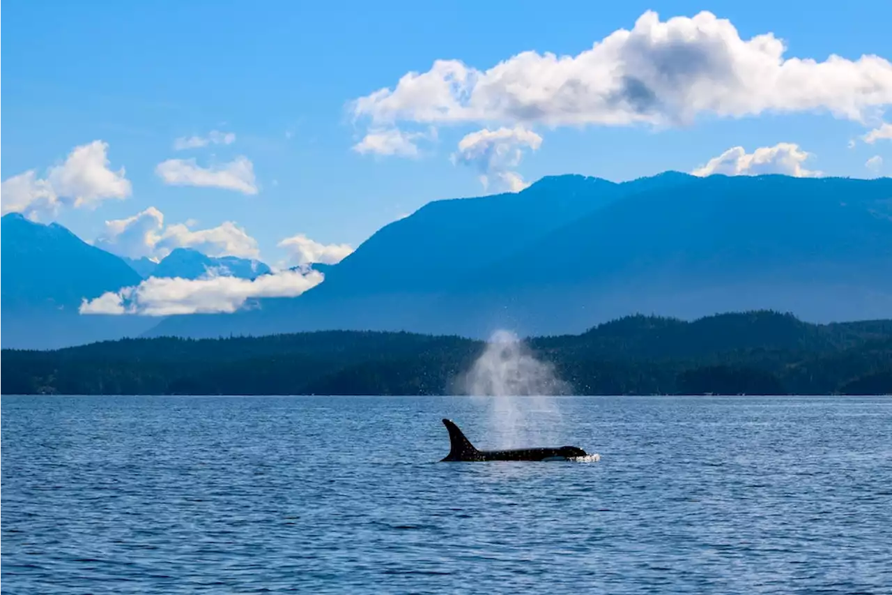 Immer mehr Orca-Attacken auf europäische Boote: Die Rache der Wale