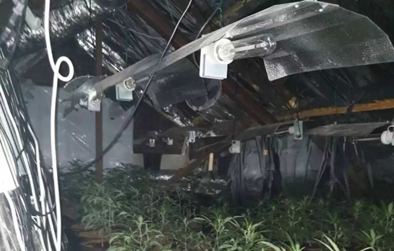 Cannabis factory uncovered in abandoned Leyland building