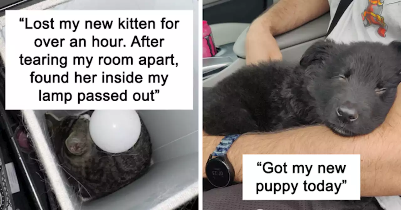 40 Of The Most Heartwarming Pics And Stories Of Happily Adopted Pets (May Edition)