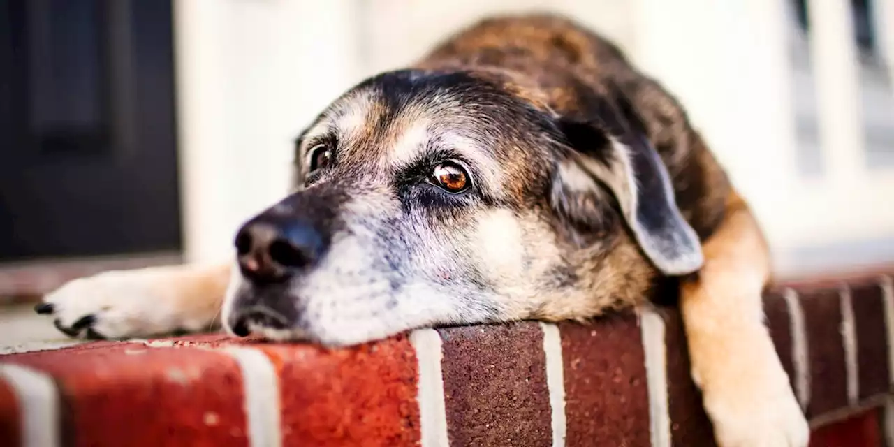 Wie Sie reagieren, wenn Ihr Hund Ihren neuen Partner nicht mag