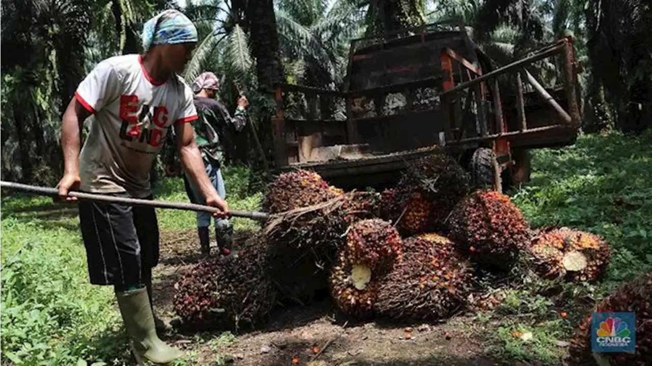 Pengusaha Sawit Makin Pusing, Harga CPO Anjlok Makin Dalam