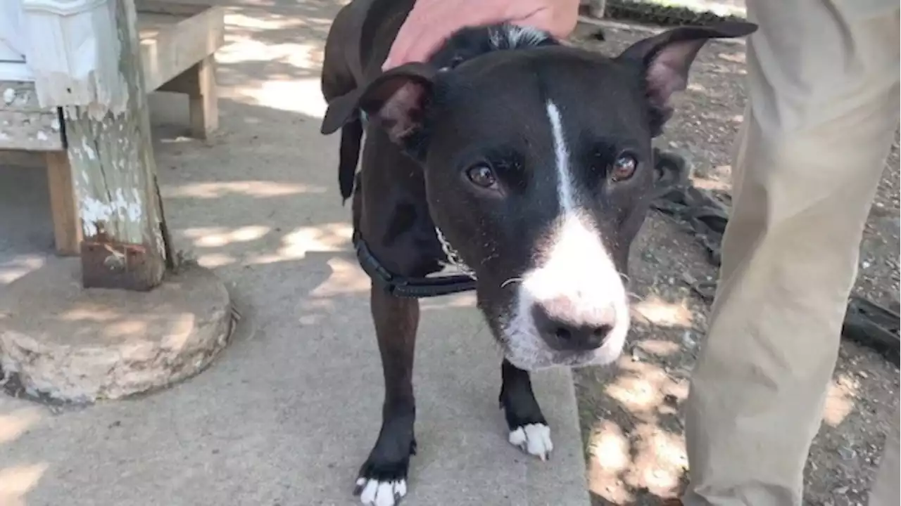 Kingston, Ont. Humane Society so overwhelmed with pets it can't accept any more