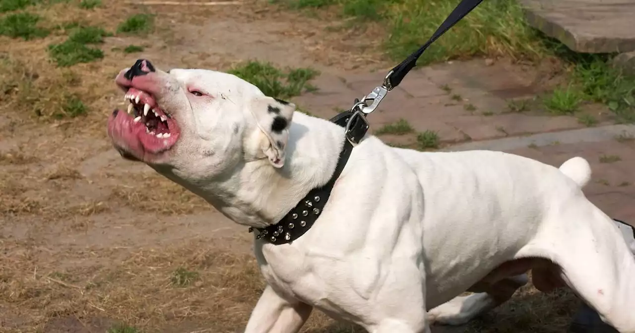 American bulldog mauled owner after running riot in playground