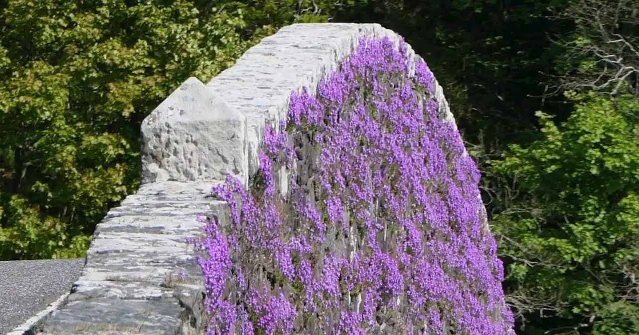 Gorgeous Scottish 'fairy' bridge covered in flowers captured in rare event