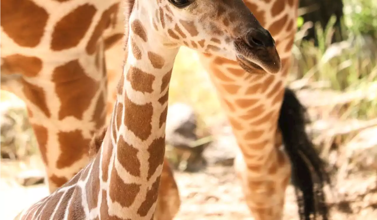 Meet Kora: Dallas Zoo announces name of its newest baby giraffe