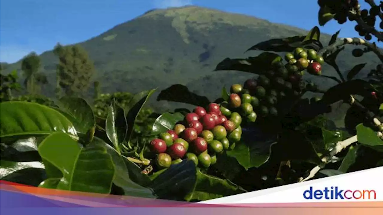 Memanen Arabika Temanggung, Kopi Mewah Kelas Dunia